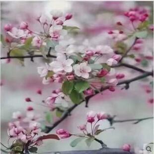 高杆西府垂花北美海棠花苗地栽盆栽庭院海棠树植物耐寒花卉木本丝