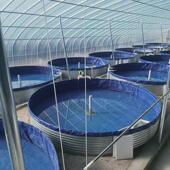 渔场水池大型户外帆布鱼池高密度圆形镀锌板帆布养殖鱼池蓄水池