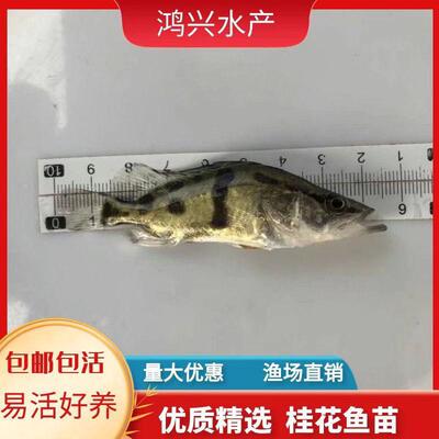 淡水桂花苗翘嘴桂鱼鱼鳜花鱼苗桂花鱼苗鲜活贵鱼苗凶猛路亚季鱼苗