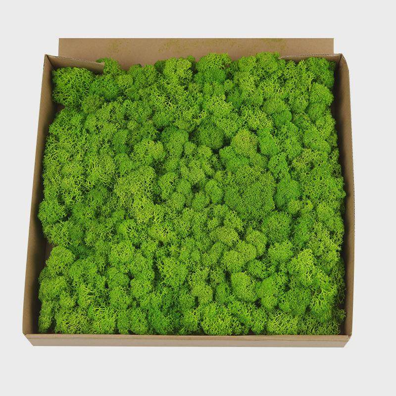 工艺品墙植物墙装饰墙绿苔diy微景观苔藓批发