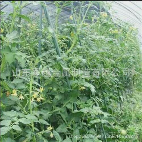 植物爬藤支架包塑钢管花支撑菜园黄瓜豆角西红柿葡萄月季花