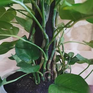 大小叶绿萝柱室内植物树绿萝办公室客厅绿植大叶绿萝