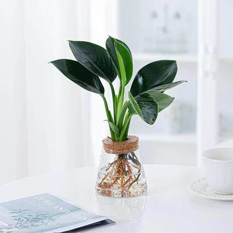 水培植物春羽虎皮兰澳洲杉室内桌面办公室植物小盆栽好养室内花,鲜花速递/花卉仿真/绿植园艺,绿植,淘宝优惠券,粉丝福利购,淘宝优惠卷