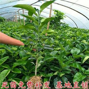 正宗安福蚕子金兰柚树苗江西萍乡果苗井冈山白心金兰柚蜜柚苗柚子
