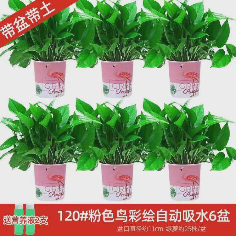 绿萝盆栽花卉新房吸除气味水培室内植物绿植盆景长藤垂吊兰大绿萝
