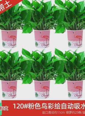 绿萝盆栽室内植物新房吸兰大气味水培花卉绿植盆景长藤垂吊除绿萝