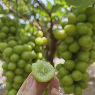阳光玫瑰葡萄苗南方北方种植爬藤盆栽树苗果树庭院户外蓝宝石巨峰