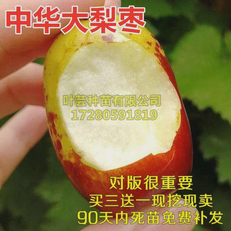 中华大梨枣苗 大果梨型枣子树苗 嫁接大梨枣 南方北方种植果树苗