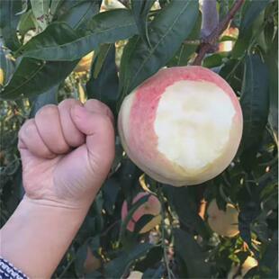 桃树果苗嫁接桃树水蜜桃油桃树苗盆栽当年结果南北方种植血桃果苗