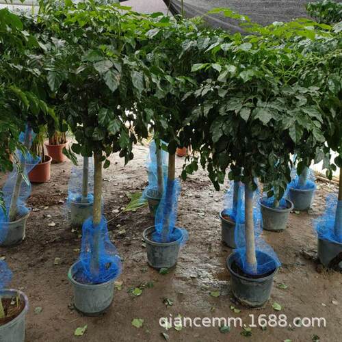 大绿植幸福树盆栽盆景客厅花卉植物办公室四季常青