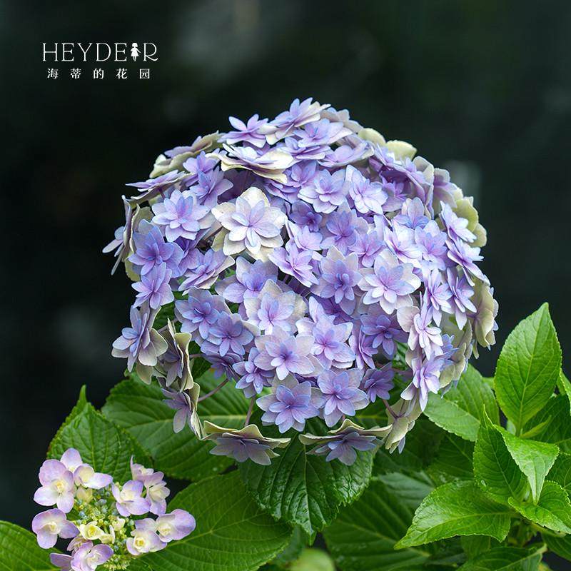 海蒂的花园 复古腔调大花重瓣绣球可调色阳台庭院花卉植物盆栽苗