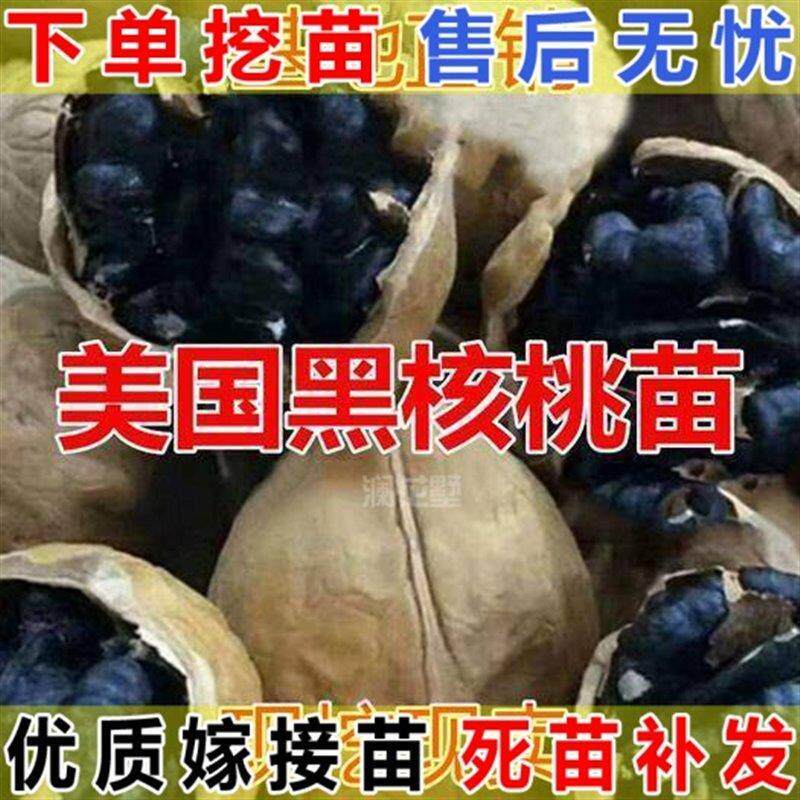 果树苗核桃 黑核桃苗 美国黑嫁接树苗 黑山核桃结果 核桃苗苗包