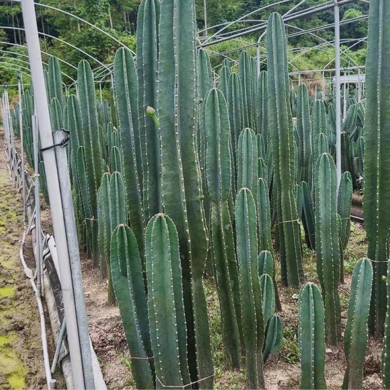 量天尺高度2米左右仙人球仙人球基地直发景观造景沙生植物