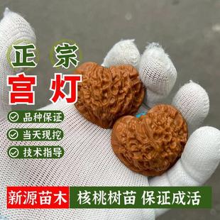 宫灯文玩核桃树苗京八棱盆栽蛤蟆头门墩四座楼白狮子头三棱核桃苗