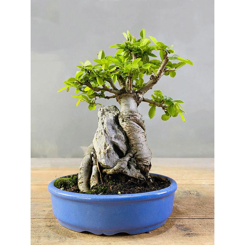 小叶榆树抱石微型盆景花卉植物室内花榔榆客厅办公室桌面绿植盆栽
