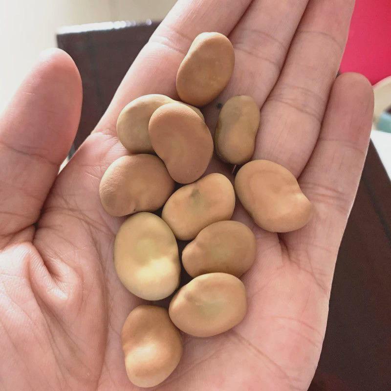 官方旗舰店新货干蚕豆5斤 新鲜散装生蚕豆罗汉豆胡豆干货可