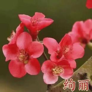 高杆西府垂丝北美海棠花苗地栽盆栽庭院海棠树植物耐寒花卉木本花