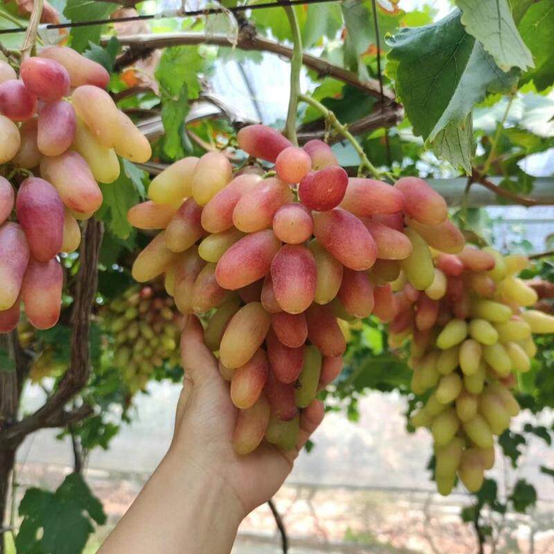 葡萄树苗南北方盆栽地栽种植当年结果高产红提美人指葡萄爬藤植物