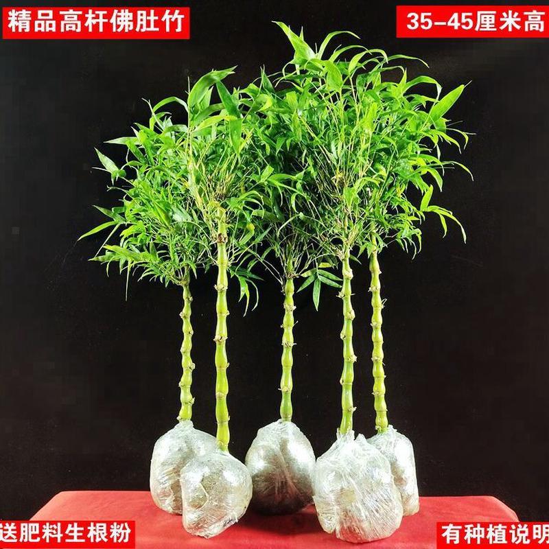 佛肚竹盆栽罗汉竹室内外庭院葫绿植四季芦竹观赏竹竹子植物好养活