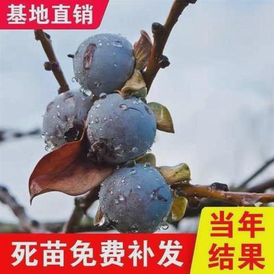 无核黑枣树苗君迁子黑枣牛奶柿子苗无核黑枣苗南北方种植当年结果