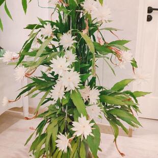 印尼小叶昙花月下美人室内阳台庭院植物绿色盆栽盆景花卉