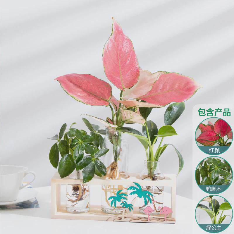 富贵竹办公室绿植盆栽水培植物绿萝室内花卉客厅装饰桌面摆件水养