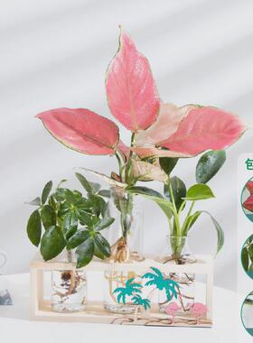 富贵竹办公室绿植盆栽水培植物绿萝室内花卉客厅装饰桌面摆件水养