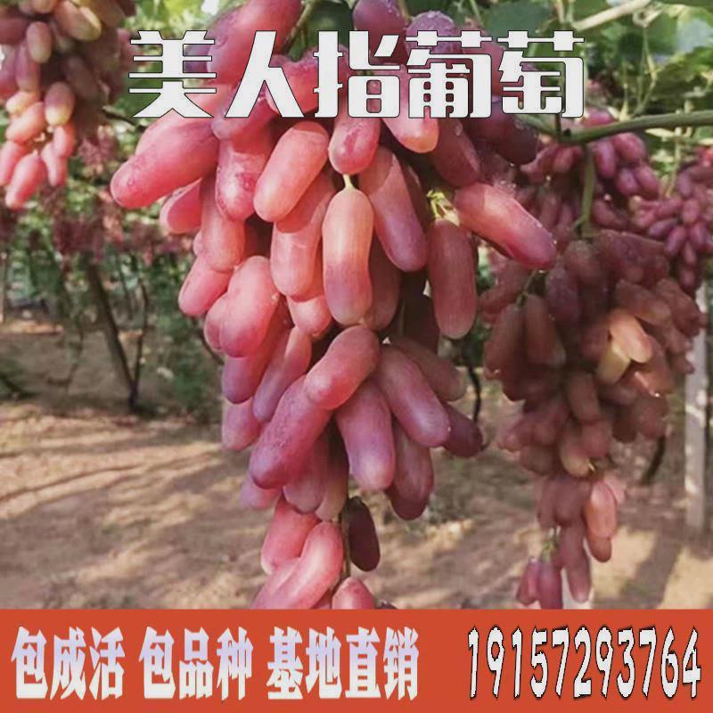 美人指葡萄苗地栽盆栽爬藤红美人指树葡萄南北方种植无核葡萄树曲