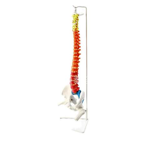 85cm彩色脊椎带带股骨胸骨区分自然大人体脊椎骨盆骨盆模型