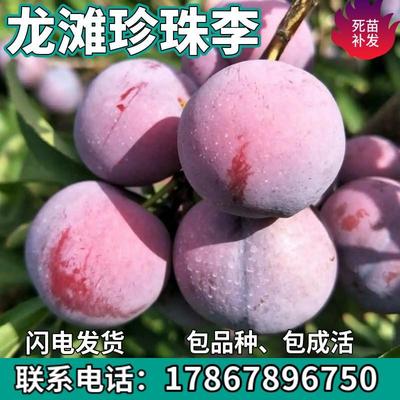 龙滩珍珠李子树苗南北方地栽盆栽苗种植嫁接甜李子果树苗当年结果
