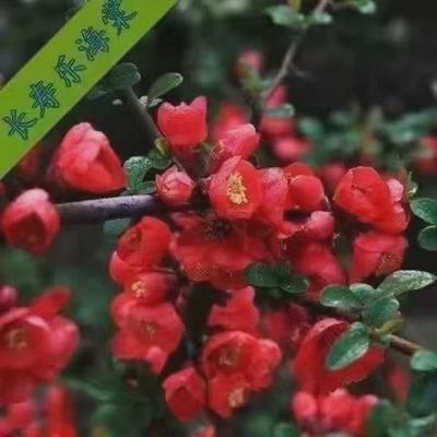 北美西府垂丝高杆海棠花苗地栽盆栽庭院海棠树植物耐寒花卉木本花
