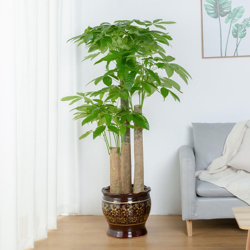 发财树客厅大盆栽绿植大型室内开业乔迁植物落地高端绿植精品789