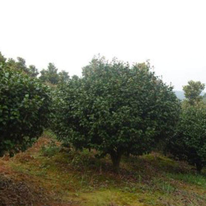 茶花球园林绿化庭院红色花卉茶花球工 程景观植物苗圃灌木茶花树