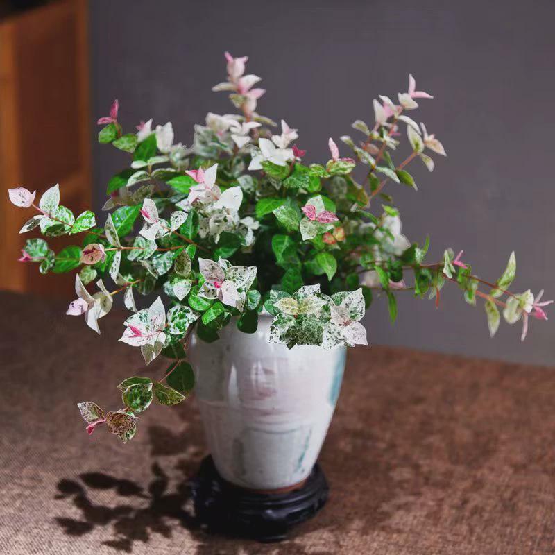 盆景-花叶络石意境新中式室内好养桌面摆件绿植花卉盆栽鲜活自然