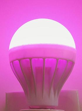 粉红色LED灯节能灯氛围调情灯泡E27螺口紫色粉紫灯粉色情调光源色