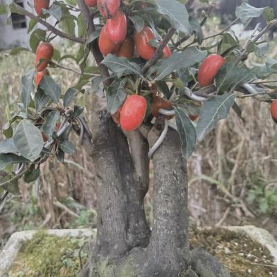 老鸦和盆景微型盆景文人造型老鸭柿盆景素材可挂果母桩柿公母未知