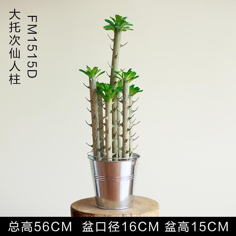 仿真植物盆栽绿植仙人掌盆景仙人柱墨西哥天轮装饰摆件落地道具