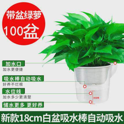 室内植物绿萝盆栽新房吸除气味水培花卉绿植盆景长藤垂吊兰大绿萝