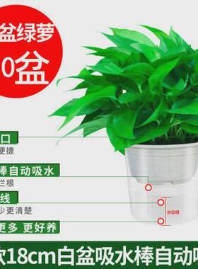 绿萝盆栽室内植物新房气味除吸水培花卉绿植盆景长藤垂吊兰大绿萝