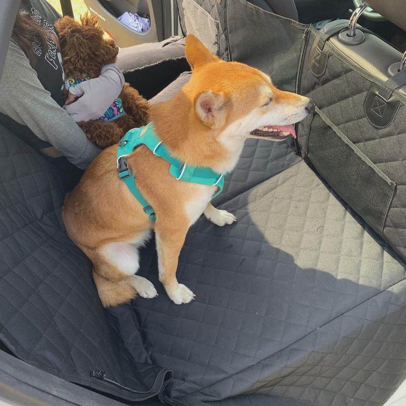 狗狗车载垫汽车宠物垫后排后座安全座椅套双层防水防脏车内狗坐垫,宠物/宠物食品及用品,狗窝/屋/帐篷/沙发,淘宝优惠券,粉丝福利购,淘宝优惠卷