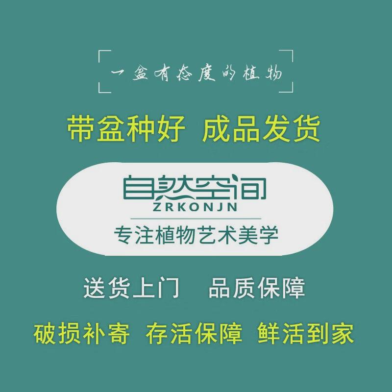 zr胡椒木清香植物清香木盆栽室内桌面绿植景礼品盆景新中式摆件岚