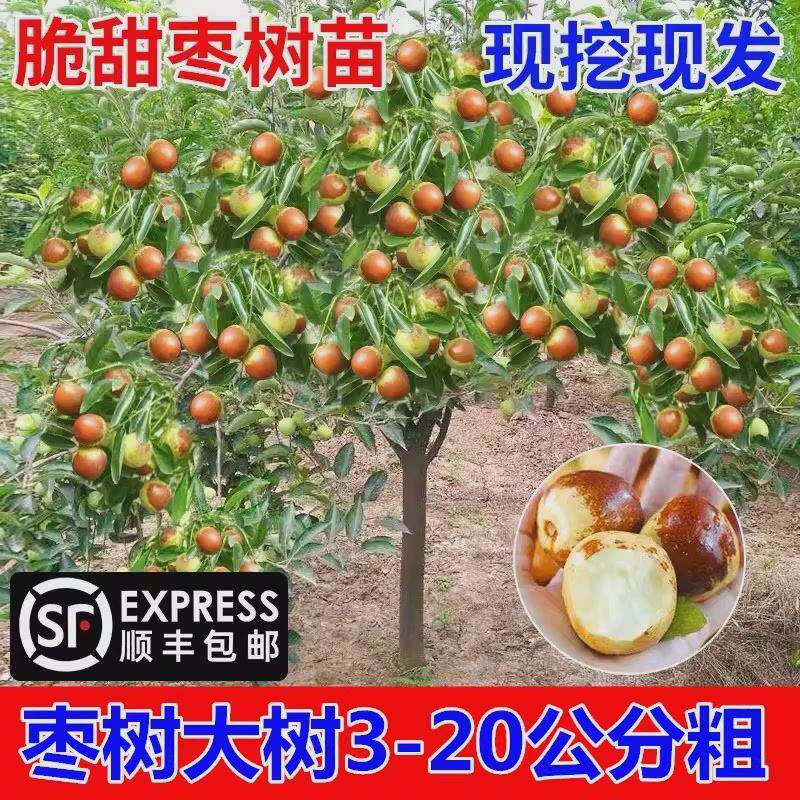 枣树活苗特大脆甜沾化冬枣南方北方庭院果树老桩金丝枣嫁接枣树苗