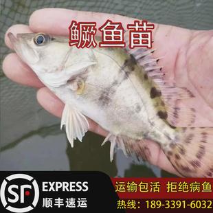 正宗活鳜鱼季淡水养殖桂花鱼苗鲑鱼苗苗桂鱼苗翘嘴鳜鱼白鳜花鳜鱼