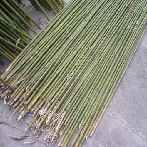 竹竿菜园搭架蔬菜架竹杆豆角爬藤黄瓜竹子杆彩旗杆篱笆栅栏细竹子