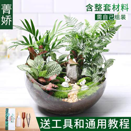 20c苔藓diy微景观生态瓶绿植物种植材料包切组合套装暖大号活动场