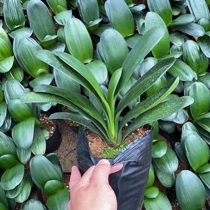 四季君子兰盆栽带花苞大苗花卉植物室内易活绿植水培好养多肉大全
