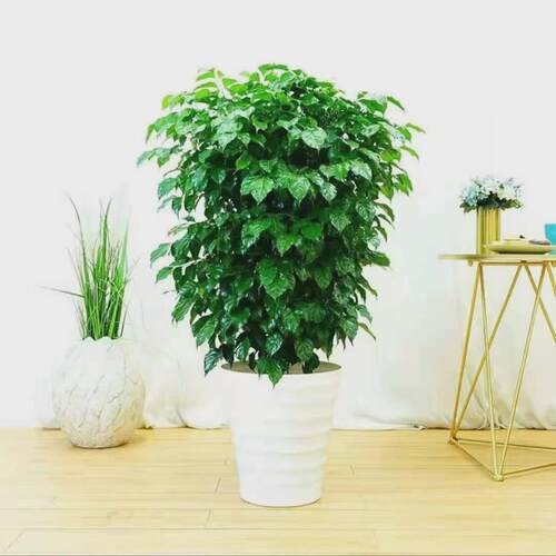 幸福树大盆栽客厅办公室四季常青植物好养绿植盆景