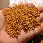 达飞鸟食14号食饲料秀眼鸟食绣眼提性绣眼鸟食饲料粉眼白眼鸟食