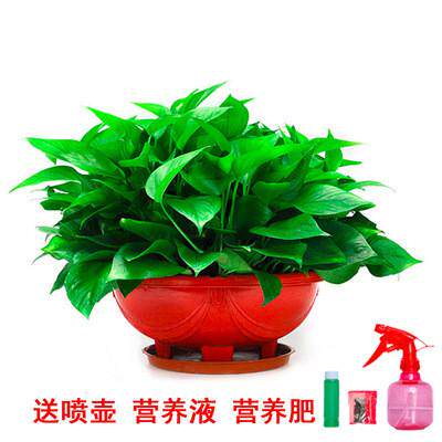 绿萝盆栽室内植物新房吸除气味水培花卉绿植盆景长藤垂吊绿萝兰大