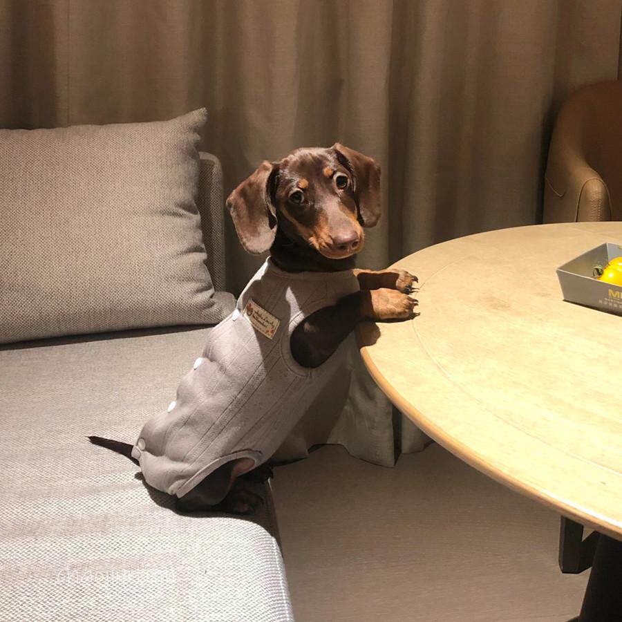 腊肠犬衣服宠物马尔济斯约克夏西施小狗狗四脚衣四季薄款护肚睡衣